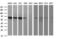 Mucosal Vascular Addressin Cell Adhesion Molecule 1 antibody, LS-C788419, Lifespan Biosciences, Western Blot image 