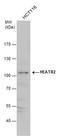 HEAT repeat-containing protein 2 antibody, GTX120669, GeneTex, Western Blot image 