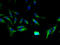 ATP Binding Cassette Subfamily A Member 9 antibody, A66090-100, Epigentek, Immunofluorescence image 
