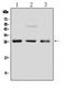 Fibroblast growth factor 8 antibody, A00841, Boster Biological Technology, Western Blot image 