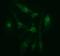 Ciliogenesis Associated TTC17 Interacting Protein antibody, MA5-26163, Invitrogen Antibodies, Immunocytochemistry image 