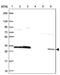Ribosomal Protein S3 antibody, PA5-64109, Invitrogen Antibodies, Western Blot image 