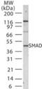 SMAD Family Member 1 antibody, NB100-56656, Novus Biologicals, Western Blot image 