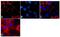 Occludin antibody, 331594, Invitrogen Antibodies, Immunofluorescence image 