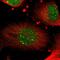STX3 antibody, PA5-51691, Invitrogen Antibodies, Immunofluorescence image 