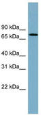 RIO Kinase 2 antibody, TA344876, Origene, Western Blot image 