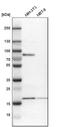 Cyclic AMP-dependent transcription factor ATF-3 antibody, HPA001562, Atlas Antibodies, Western Blot image 