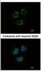 Tubulin Tyrosine Ligase Like 10 antibody, NBP2-20755, Novus Biologicals, Immunocytochemistry image 