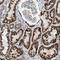 Oxoglutarate Dehydrogenase antibody, HPA020347, Atlas Antibodies, Immunohistochemistry frozen image 