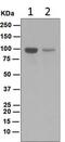 BTB Domain And CNC Homolog 1 antibody, ab124919, Abcam, Western Blot image 