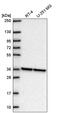Nucleoporin Nup37 antibody, PA5-67307, Invitrogen Antibodies, Western Blot image 