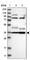Yip1 Domain Family Member 2 antibody, HPA019902, Atlas Antibodies, Western Blot image 