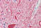 Proton myo-inositol cotransporter antibody, MBS248383, MyBioSource, Immunohistochemistry frozen image 