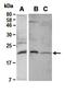 Angiopoietin-related protein 4 antibody, orb66960, Biorbyt, Western Blot image 