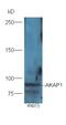 Biliverdin Reductase A antibody, orb182216, Biorbyt, Western Blot image 