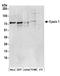 Epsin 1 antibody, A304-524A, Bethyl Labs, Western Blot image 