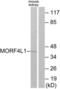 Mortality Factor 4 Like 1 antibody, LS-C119301, Lifespan Biosciences, Western Blot image 