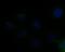 MHC Class I Polypeptide-Related Sequence B antibody, NBP2-76950, Novus Biologicals, Immunofluorescence image 