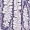 Sperm flagellar protein 2 antibody, PA5-59141, Invitrogen Antibodies, Immunohistochemistry frozen image 