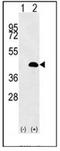 LUC7 Like antibody, AP52560PU-N, Origene, Western Blot image 