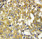 Pleiotrophin antibody, LS-C312577, Lifespan Biosciences, Immunohistochemistry frozen image 