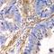 c-Myc Epitope Tag antibody, orb345393, Biorbyt, Immunohistochemistry paraffin image 