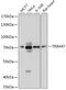 Tripartite Motif Containing 47 antibody, 18-108, ProSci, Western Blot image 