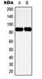 Src substrate cortactin antibody, orb216100, Biorbyt, Western Blot image 