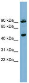 WD repeat domain phosphoinositide-interacting protein 1 antibody, TA344944, Origene, Western Blot image 