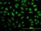 Mediator Complex Subunit 16 antibody, H00010025-M02, Novus Biologicals, Immunofluorescence image 