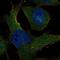 SAS-6 Centriolar Assembly Protein antibody, NBP1-85043, Novus Biologicals, Immunofluorescence image 