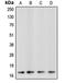 Caspase 3 antibody, orb213648, Biorbyt, Western Blot image 