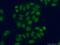 HDP antibody, 11176-1-AP, Proteintech Group, Immunofluorescence image 