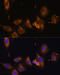 Ribosomal Protein L32 antibody, 14-738, ProSci, Immunofluorescence image 
