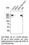 EGFR antibody, AB0106-100, SICGEN, Western Blot image 