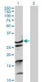 Zinc Finger Protein 397 antibody, H00084307-B01P, Novus Biologicals, Western Blot image 