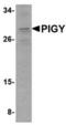 Phosphatidylinositol Glycan Anchor Biosynthesis Class Y antibody, TA306691, Origene, Western Blot image 