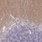 Protein tweety homolog 1 antibody, HPA050655, Atlas Antibodies, Immunohistochemistry paraffin image 