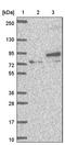 Exostosin Glycosyltransferase 1 antibody, PA5-60699, Invitrogen Antibodies, Western Blot image 
