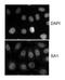 Stromal Antigen 1 antibody, NB100-299, Novus Biologicals, Immunocytochemistry image 