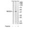 NK2 Homeobox 4 antibody, A16202, Boster Biological Technology, Western Blot image 