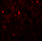 FXYD Domain Containing Ion Transport Regulator 7 antibody, 6465, ProSci Inc, Immunofluorescence image 