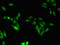 Zinc Finger Protein 207 antibody, LS-C680081, Lifespan Biosciences, Immunofluorescence image 