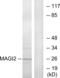 Membrane Associated Guanylate Kinase, WW And PDZ Domain Containing 2 antibody, abx013679, Abbexa, Western Blot image 