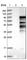 Fibrous sheath-interacting protein 1 antibody, HPA041002, Atlas Antibodies, Western Blot image 