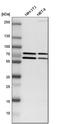 Grainyhead Like Transcription Factor 1 antibody, HPA005798, Atlas Antibodies, Western Blot image 