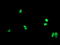 LIM/homeobox protein Lhx1 antibody, TA504526, Origene, Immunofluorescence image 