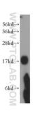 H/ACA ribonucleoprotein complex subunit 2 antibody, 15128-1-AP, Proteintech Group, Western Blot image 