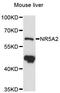 Nuclear Receptor Subfamily 5 Group A Member 2 antibody, LS-C748724, Lifespan Biosciences, Western Blot image 