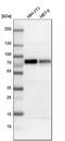 SRY-Box 9 antibody, HPA001758, Atlas Antibodies, Western Blot image 